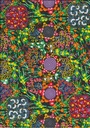 Bush Plum + Bush Banana Multi
