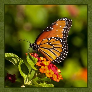 Fun Size - Single Monarch Butterfly