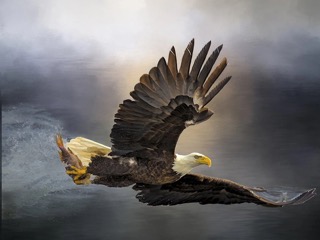 Fun Size - Bald Eagle with Dinner