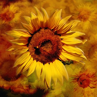 Abstract Sunflower Panel