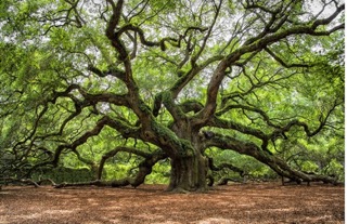 Angel Tree Two Panel