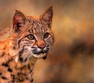 Bobcat Closeup Panel