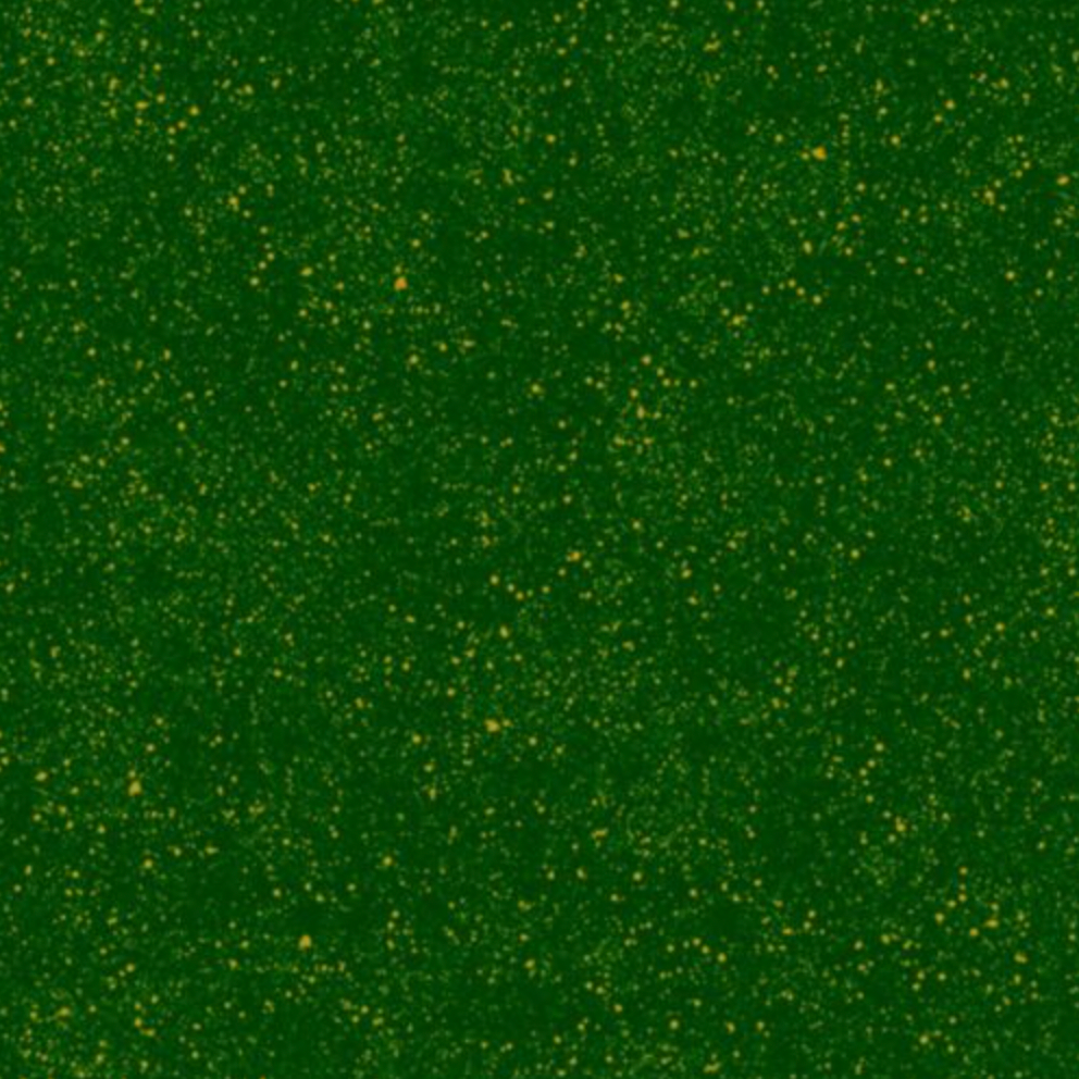 SALE - Elegant Poinsettias Green