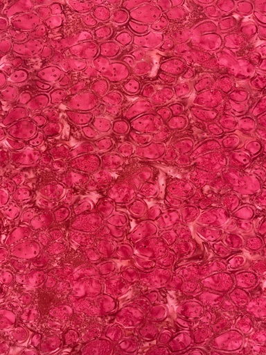 [CACTUS-006] Pink/Red Cactus Themed - Majestic Batiks